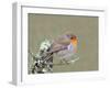 Robin (Erithacus Rubecula), Lake District, Cumbria, England, United Kingdom, Europe-David and Louis Gibbon-Framed Photographic Print