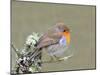 Robin (Erithacus Rubecula), Lake District, Cumbria, England, United Kingdom, Europe-David and Louis Gibbon-Mounted Photographic Print