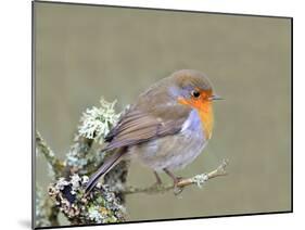 Robin (Erithacus Rubecula), Lake District, Cumbria, England, United Kingdom, Europe-David and Louis Gibbon-Mounted Photographic Print