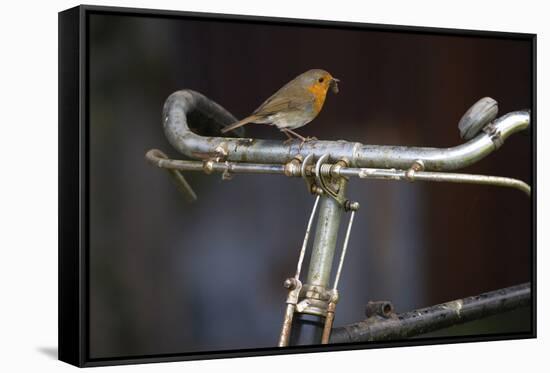 Robin Erithacus Rubecula on Bicycle-Ernie Janes-Framed Stretched Canvas