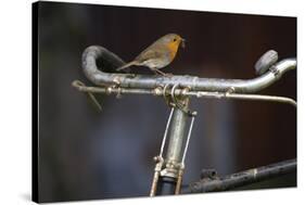 Robin Erithacus Rubecula on Bicycle-Ernie Janes-Stretched Canvas