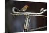 Robin Erithacus Rubecula on Bicycle-Ernie Janes-Mounted Photographic Print