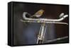 Robin Erithacus Rubecula on Bicycle-Ernie Janes-Framed Stretched Canvas
