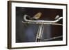 Robin Erithacus Rubecula on Bicycle-Ernie Janes-Framed Photographic Print