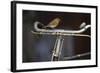 Robin Erithacus Rubecula on Bicycle-Ernie Janes-Framed Photographic Print