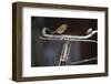 Robin Erithacus Rubecula on Bicycle-Ernie Janes-Framed Photographic Print