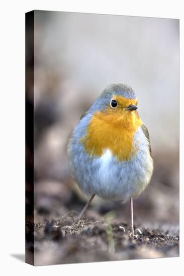 Robin (Erithacus rubecula). Sark, British Channel Islands-Sue Daly-Stretched Canvas