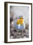 Robin (Erithacus rubecula). Sark, British Channel Islands-Sue Daly-Framed Photographic Print