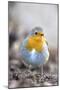 Robin (Erithacus rubecula). Sark, British Channel Islands-Sue Daly-Mounted Photographic Print