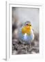 Robin (Erithacus rubecula). Sark, British Channel Islands-Sue Daly-Framed Photographic Print