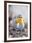 Robin (Erithacus rubecula). Sark, British Channel Islands-Sue Daly-Framed Photographic Print