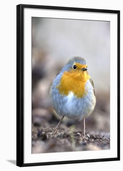 Robin (Erithacus rubecula). Sark, British Channel Islands-Sue Daly-Framed Photographic Print