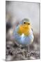 Robin (Erithacus rubecula). Sark, British Channel Islands-Sue Daly-Mounted Photographic Print