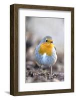 Robin (Erithacus rubecula). Sark, British Channel Islands-Sue Daly-Framed Photographic Print