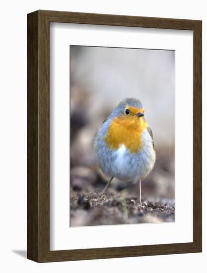 Robin (Erithacus rubecula). Sark, British Channel Islands-Sue Daly-Framed Photographic Print