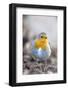 Robin (Erithacus rubecula). Sark, British Channel Islands-Sue Daly-Framed Photographic Print