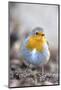 Robin (Erithacus rubecula). Sark, British Channel Islands-Sue Daly-Mounted Photographic Print