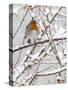Robin (Erithacus Rubecula), With Berries in Snow, Uk-Ann & Steve Toon-Stretched Canvas