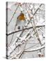 Robin (Erithacus Rubecula), With Berries in Snow, Uk-Ann & Steve Toon-Stretched Canvas