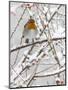 Robin (Erithacus Rubecula), With Berries in Snow, Uk-Ann & Steve Toon-Mounted Photographic Print