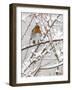 Robin (Erithacus Rubecula), With Berries in Snow, Uk-Ann & Steve Toon-Framed Photographic Print