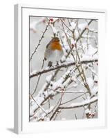 Robin (Erithacus Rubecula), With Berries in Snow, Uk-Ann & Steve Toon-Framed Photographic Print