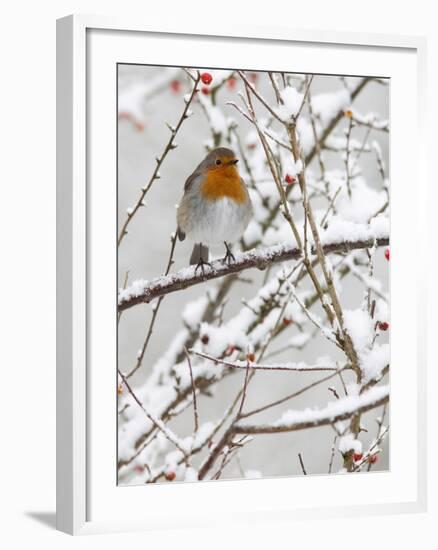 Robin (Erithacus Rubecula), With Berries in Snow, Uk-Ann & Steve Toon-Framed Photographic Print