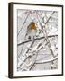 Robin (Erithacus Rubecula), With Berries in Snow, Uk-Ann & Steve Toon-Framed Photographic Print