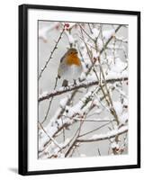 Robin (Erithacus Rubecula), With Berries in Snow, Uk-Ann & Steve Toon-Framed Photographic Print