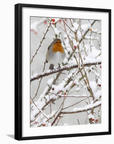 Robin (Erithacus Rubecula), With Berries in Snow, Uk-Ann & Steve Toon-Framed Photographic Print