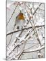 Robin (Erithacus Rubecula), With Berries in Snow, Uk-Ann & Steve Toon-Mounted Photographic Print