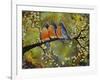 Robin Family-Blenda Tyvoll-Framed Giclee Print