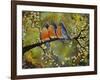 Robin Family-Blenda Tyvoll-Framed Giclee Print