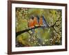 Robin Family-Blenda Tyvoll-Framed Giclee Print