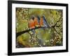 Robin Family-Blenda Tyvoll-Framed Giclee Print