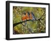 Robin Family-Blenda Tyvoll-Framed Giclee Print