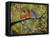 Robin Family-Blenda Tyvoll-Framed Stretched Canvas