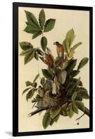 Robin Family-John James Audubon-Framed Giclee Print