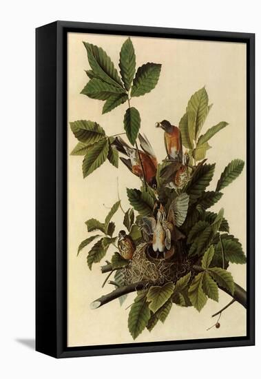 Robin Family-John James Audubon-Framed Stretched Canvas