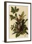 Robin Family-John James Audubon-Framed Giclee Print