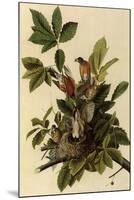 Robin Family-John James Audubon-Mounted Giclee Print