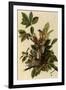 Robin Family-John James Audubon-Framed Giclee Print