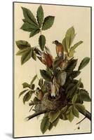 Robin Family-John James Audubon-Mounted Giclee Print