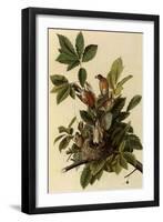 Robin Family-John James Audubon-Framed Premium Giclee Print