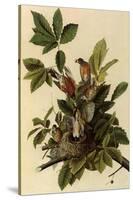 Robin Family-John James Audubon-Stretched Canvas