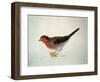 Robin, from the Farnley Book of Birds, C.1816-J. M. W. Turner-Framed Giclee Print