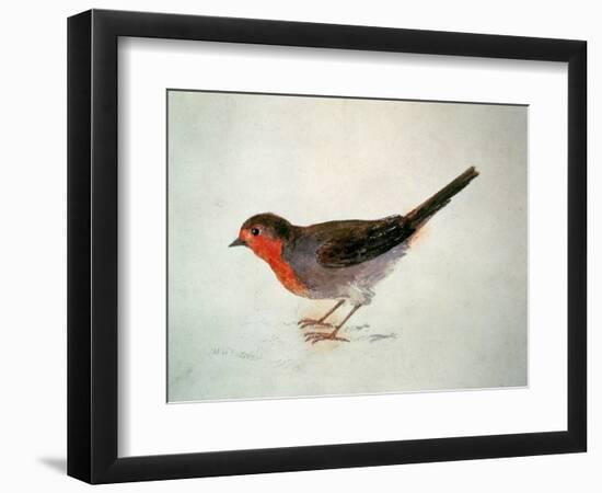 Robin, from the Farnley Book of Birds, C.1816-J. M. W. Turner-Framed Giclee Print