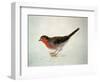 Robin, from the Farnley Book of Birds, C.1816-J. M. W. Turner-Framed Giclee Print