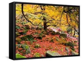 Robin Hood's Delight-Doug Chinnery-Framed Stretched Canvas