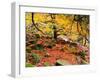 Robin Hood's Delight-Doug Chinnery-Framed Photographic Print